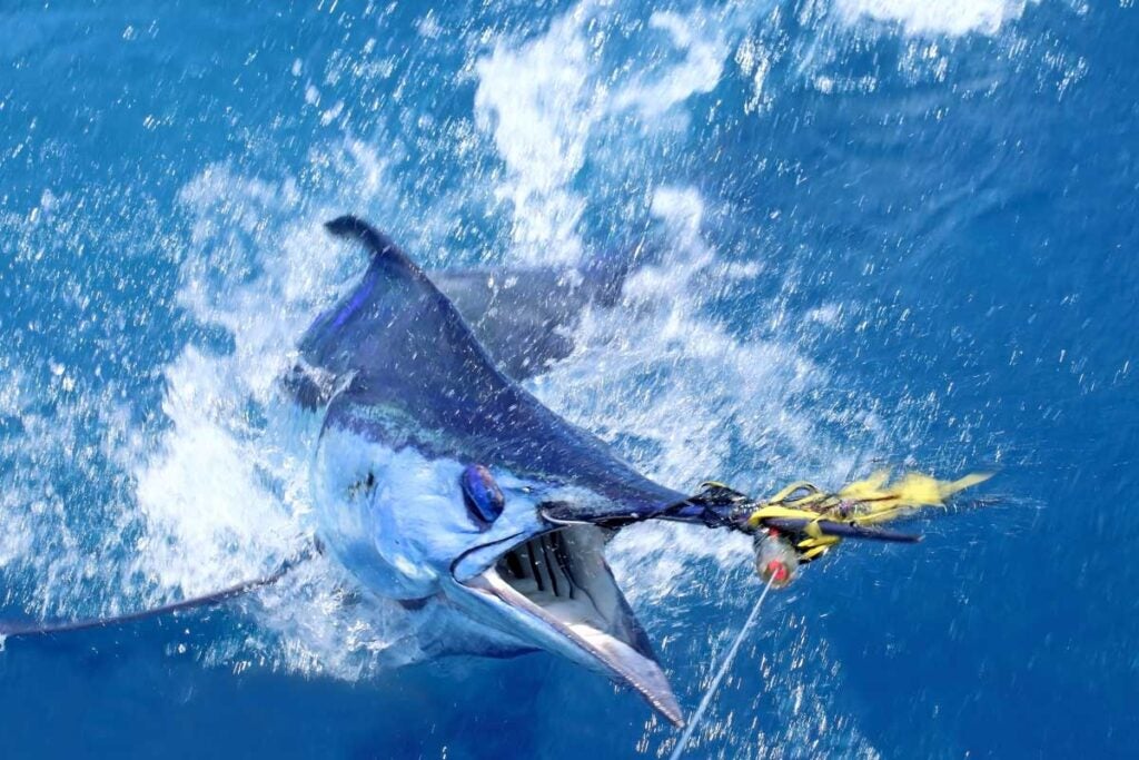 Billfish