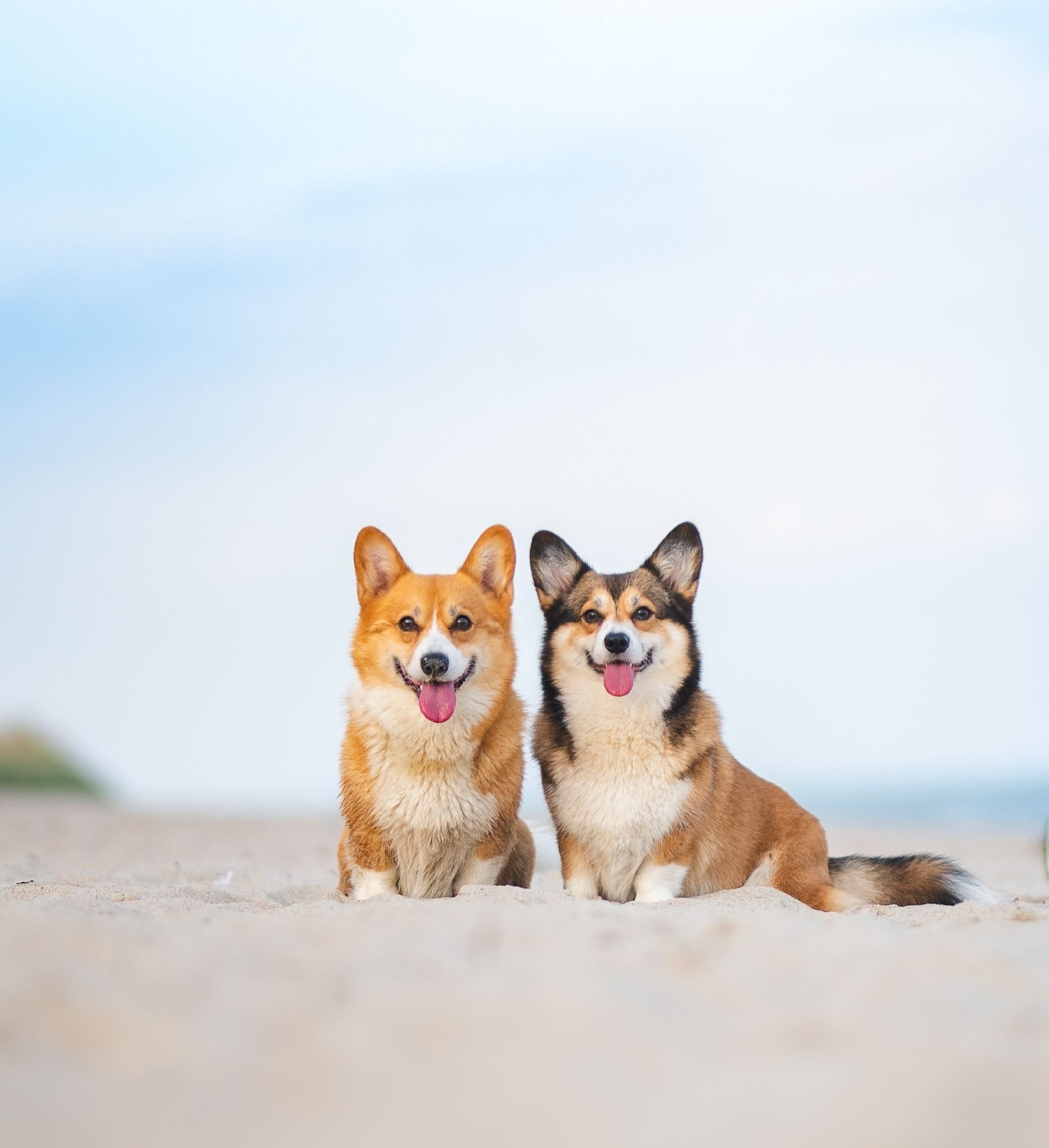 Pet Friendly callout